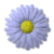 Raymondsnimb